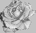521. ostříbřená růže 9.1.9.gif